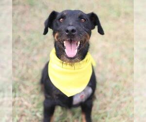 Mutt Dogs for adoption in San Antonio, TX, USA