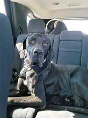 Great Dane Dogs for adoption in San Angelo, TX, USA
