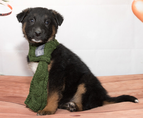 Australian Shepherd-Unknown Mix Dogs for adoption in Denver, CO, USA