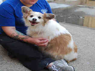 Papillon Dogs for adoption in Louisville, KY, USA