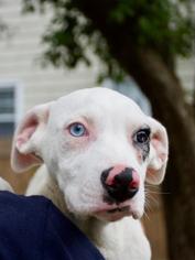 Affenpinscher Dogs for adoption in Danbury, CT, USA