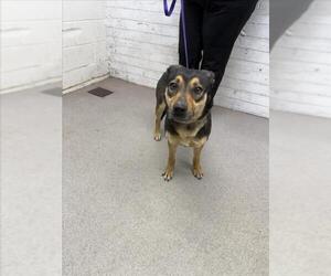 German Shepherd Dog-Unknown Mix Dogs for adoption in San Bernardino, CA, USA