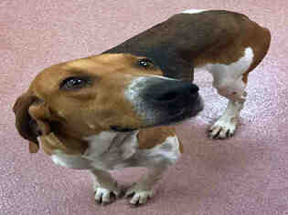 English Foxhound Dogs for adoption in Ogden, UT, USA