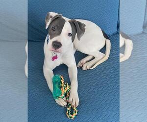 American Pit Bull Terrier-Unknown Mix Dogs for adoption in Spring Lake, NJ, USA