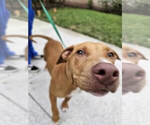 American Pit Bull Terrier Dogs for adoption in Pompano Beach , FL, USA