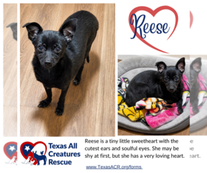 Chihuahua-Unknown Mix Dogs for adoption in Lillian, TX, USA