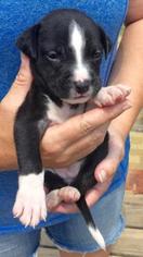 Boxador Dogs for adoption in Livingston, TX, USA