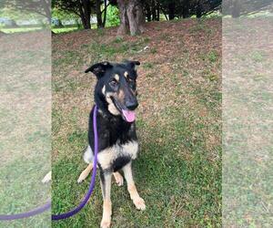 German Shepherd Dog-Unknown Mix Dogs for adoption in Front Royal, VA, USA