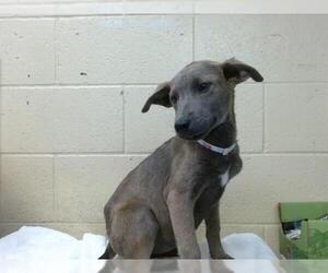 Labrador Retriever-Staffordshire Bull Terrier Mix Dogs for adoption in Downey, CA, USA