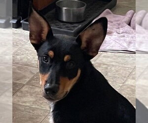 Mutt Dogs for adoption in Canton, CT, USA