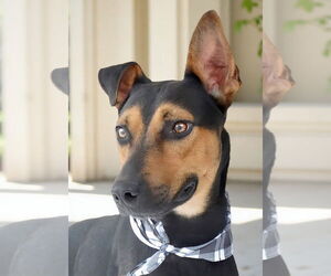Doberman Pinscher Dogs for adoption in Pasadena, CA, USA