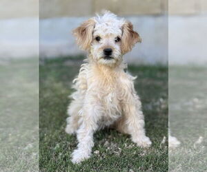Poodle (Miniature)-Spaniel Mix Dogs for adoption in PIPE CREEK, TX, USA