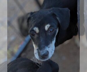 Medium Photo #1 Doxle Puppy For Sale in Vail, AZ, USA