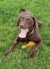 Labrador Retriever Dogs for adoption in Carroll, IA, USA