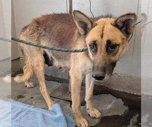 German Shepherd Dog Dogs for adoption in Camarillo, CA, USA