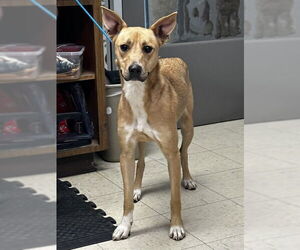 German Shepherd Dog-Unknown Mix Dogs for adoption in Stockton, CA, USA