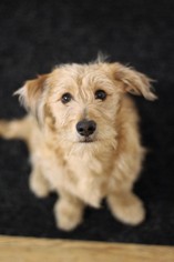 Papshund Dogs for adoption in St. Bonifacius, MN, USA