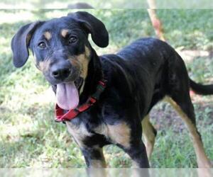 Black and Tan Coonhound Dogs for adoption in Tallahassee, FL, USA