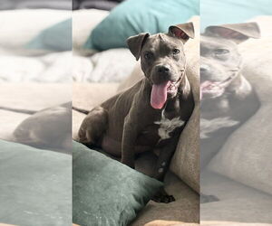 Staffordshire Bull Terrier-Unknown Mix Dogs for adoption in Lakewood, CO, USA