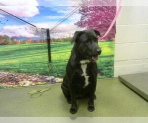 Labrador Retriever Dogs for adoption in Moreno Valley, CA, USA
