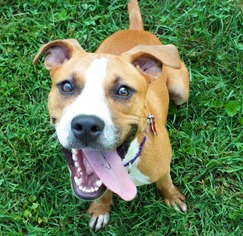 Bogle Dogs for adoption in Potomac, MD, USA