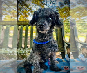 Poodle (Miniature)-Unknown Mix Dogs for adoption in Pacolet, SC, USA