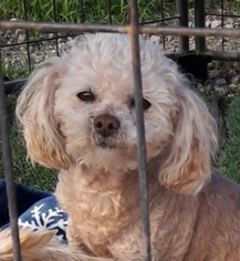 Poodle (Miniature)-Unknown Mix Dogs for adoption in Richmond, CA, USA