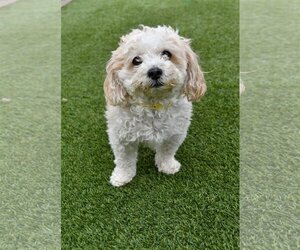 Shih Tzu-Unknown Mix Dogs for adoption in Fishers, IN, USA