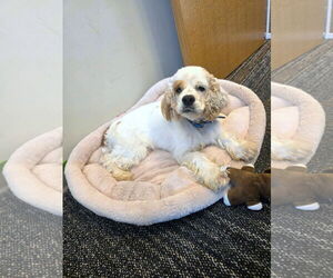 Cocker Spaniel Dogs for adoption in Belleuve, NE, USA