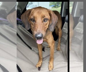 Labrador Retriever-Redbone Coonhound Mix Dogs for adoption in Mt. Laurel, NJ, USA