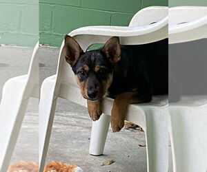 Mutt Dogs for adoption in Elmsford, NY, USA
