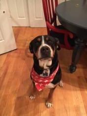 Bernese Mountain Dog-Unknown Mix Dogs for adoption in Scituate, MA, USA