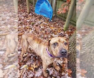 Mastiff Dogs for adoption in Blairsville, GA, USA