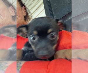 Chihuahua-Dandie Dinmont Terrier Mix Dogs for adoption in MIDWAY, UT, USA