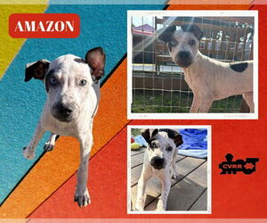 Chinese Shar-Pei-Unknown Mix Dogs for adoption in Lindsay, CA, USA