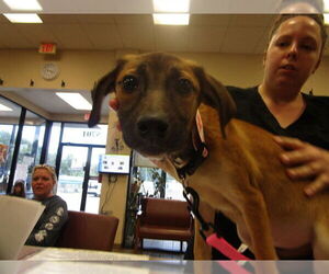 Black Mouth Cur Dogs for adoption in Ocala, FL, USA