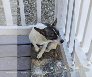 Chihuahua-Unknown Mix Dogs for adoption in San Antonio, TX, USA