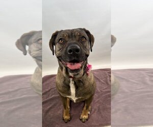 Bullboxer Pit Dogs for adoption in Fort Collins, CO, USA