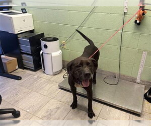 Mastiff-Unknown Mix Dogs for adoption in Grand Prairie, TX, USA