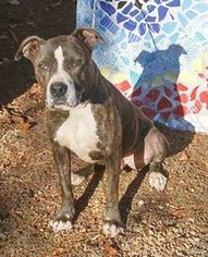 Bullypit Dogs for adoption in Greenville, SC, USA