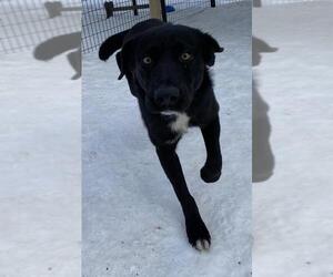 Labrador Retriever Dogs for adoption in Park Falls, WI, USA