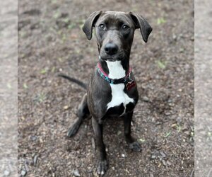 Labrador Retriever Dogs for adoption in Rohnert Park, CA, USA