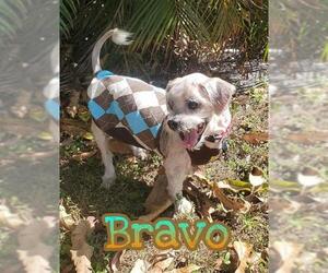 Shih Tzu Dogs for adoption in Plantation, FL, USA