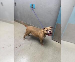 Bulldog-Unknown Mix Dogs for adoption in Las Vegas, NV, USA