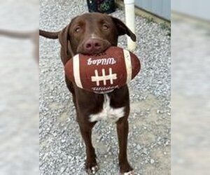 Small Labrador Retriever Mix