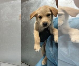 Mutt Dogs for adoption in Calgary, Alberta, Canada