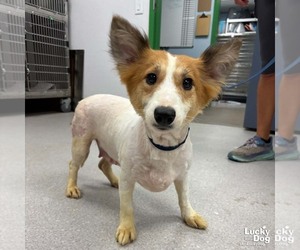 Mutt Dogs for adoption in Washington, DC, USA