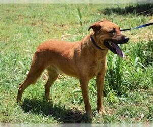 Labrador Retriever-Unknown Mix Dogs for adoption in Scottsdale, AZ, USA
