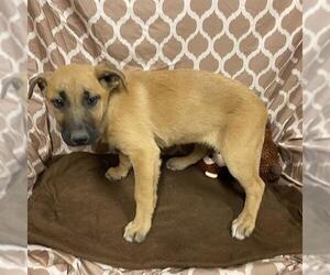 German Shepherd Dog-Unknown Mix Dogs for adoption in Modesto, CA, USA