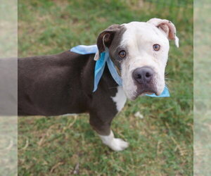 American Staffordshire Terrier-Unknown Mix Dogs for adoption in San Antonio, TX, USA